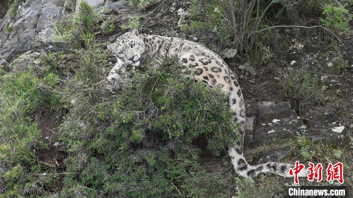 圖為雪豹向牧民攝影師方向張望。(資料圖) 公尕日 攝