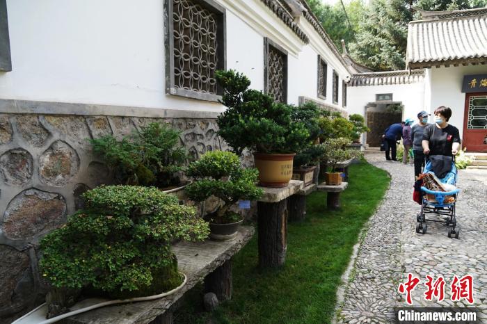 圖為市民在西寧園林植物園內(nèi)觀賞盆景?！●R銘言 攝