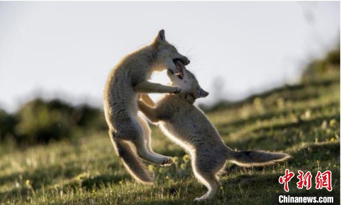 圖為郝進(jìn)芳的作品《難分勝負(fù)》。　青海省祁連山自然保護(hù)協(xié)會供圖