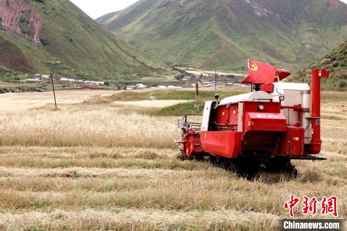 圖為秋收現(xiàn)場?！∮駱渲菸麄鞑抗﹫D
