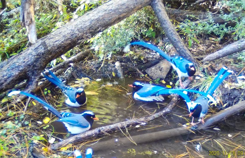紅嘴藍鵲。涼山州委宣傳部供圖