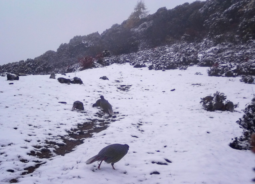 血雉。涼山州委宣傳部供圖