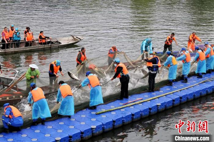 捕撈現(xiàn)場(chǎng)?！≈鬓k方供圖