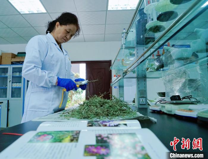 圖為張錦梅在實驗室工作?！●R銘言 攝