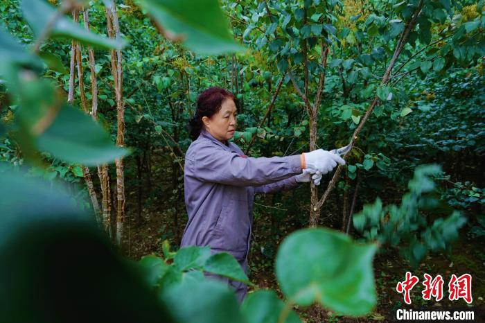 圖為張錦梅修剪丁香枝干?！●R銘言 攝