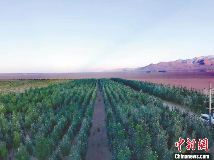 圖為格爾木境內(nèi)種植的綠樹。　格爾木融媒體中心供圖