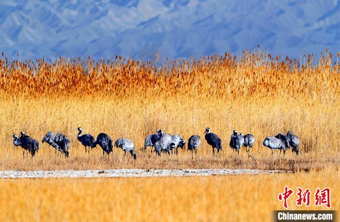 圖為可魯克湖野生水鳥覓食?！〉铝罟形麄鞑抗﹫D