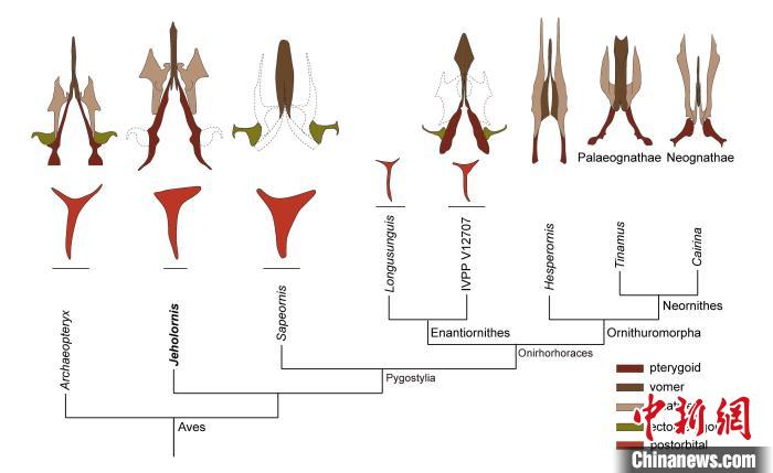 最原始鳥類“熱河鳥”最新研究：嗅覺更好、日行主導