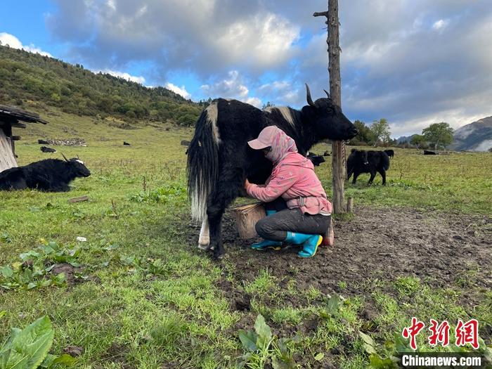 圖為9月27日早晨牧民擠牦牛奶。 <a target='_blank' href='/'><p  align=