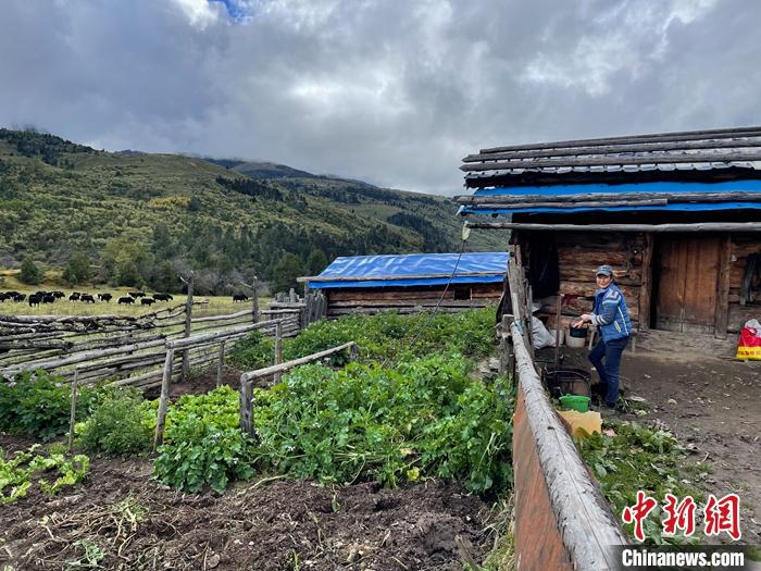 圖為9月27日牧民的牧屋和菜園子。 <a target='_blank' href='/'><p  align=