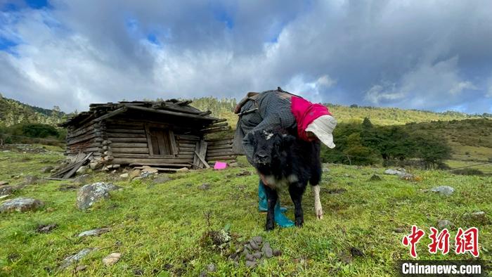 圖為9月27日牧民給小牦牛按摩。 <a target='_blank' href='/'><p  align=