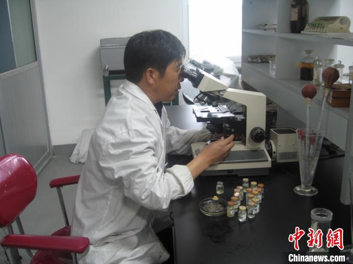 資料圖為研究團(tuán)隊進(jìn)行實驗室寄生蟲分類鑒定。　 青海省畜牧獸醫(yī)科學(xué)院供圖