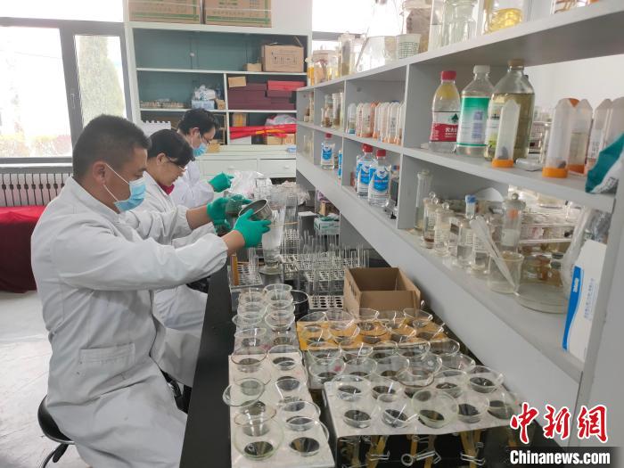 資料圖為研究團(tuán)隊進(jìn)行樣本檢查。　 青海省畜牧獸醫(yī)科學(xué)院供圖