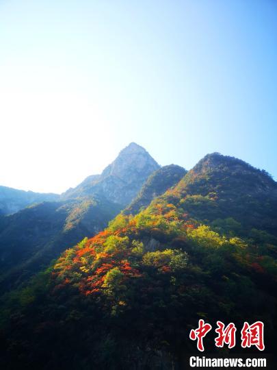 四川萬(wàn)源：紅葉觀賞正當(dāng)時(shí)滿(mǎn)山紅葉層林盡染