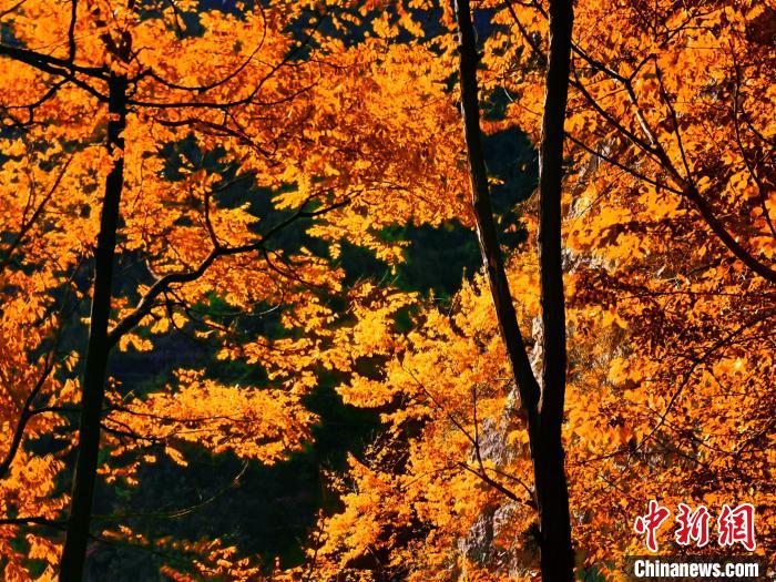 秋意濃?！≈炱桨?攝