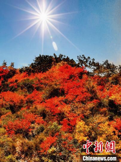 萬(wàn)源市紅葉似火?！≈炱桨?攝