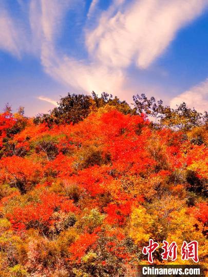 萬(wàn)源深秋紅葉似火。　朱平安 　攝