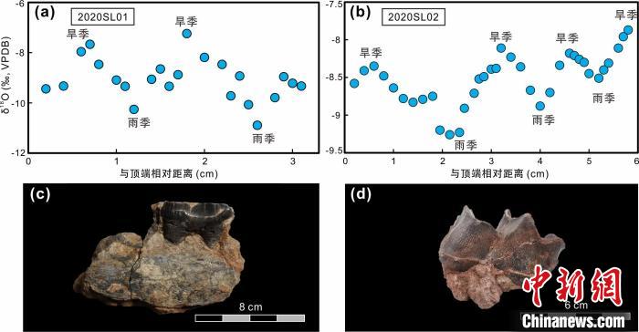 本次研究中的犀牛牙齒化石及氧同位素特征?！≈锌圃呵嗖馗咴?供圖