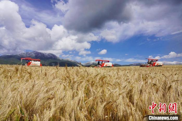 圖為青稞收獲?！±钣穹?攝