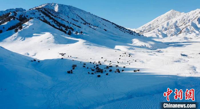 圖為牦牛群在雪地里覓食?！《继m縣融媒體中心供圖