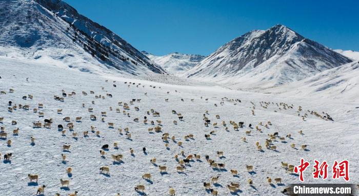 圖為羊群在雪地里覓食?！《继m縣融媒體中心供圖