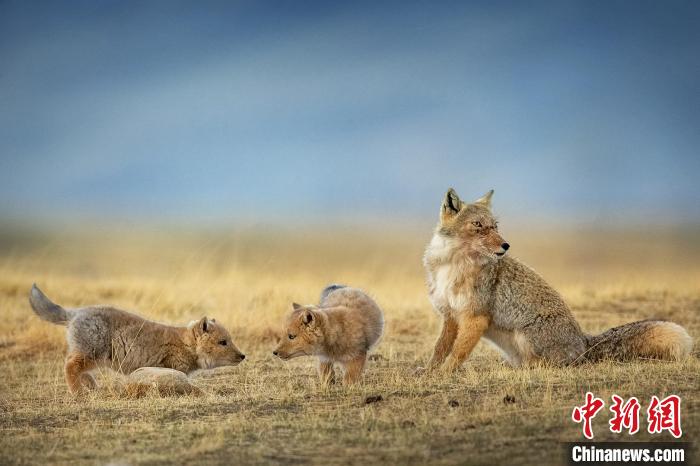 圖為焦生福的作品《居安思?！??！∏嗪Ｊ∑钸B山自然保護(hù)協(xié)會(huì)供圖