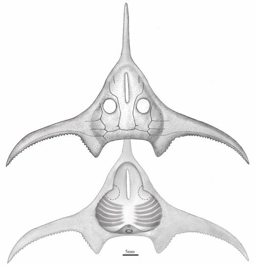 玉海翼角魚復(fù)原圖。　郭肖聰 繪圖 攝