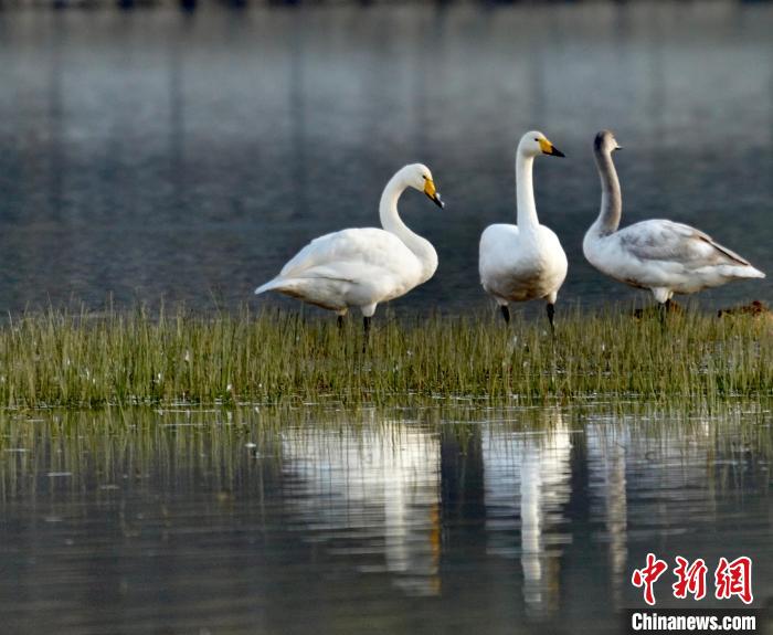 圖為三只大天鵝?！±钣穹?攝