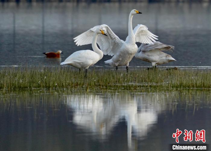 圖為三只大天鵝在黃河灘地嬉戲。　李玉峰 攝