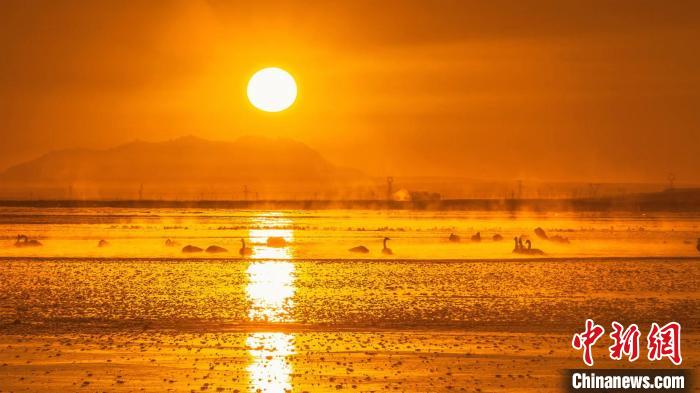 圖為天鵝群在湖中休憩。　何啟金 攝