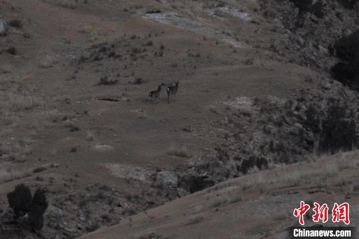 圖為兩只馬鹿在山坡上行走?！〔湃?攝