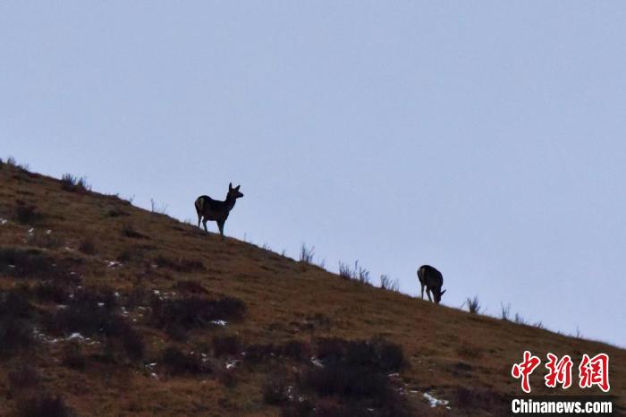 圖為馬鹿在山坡上覓食。　才仁 攝