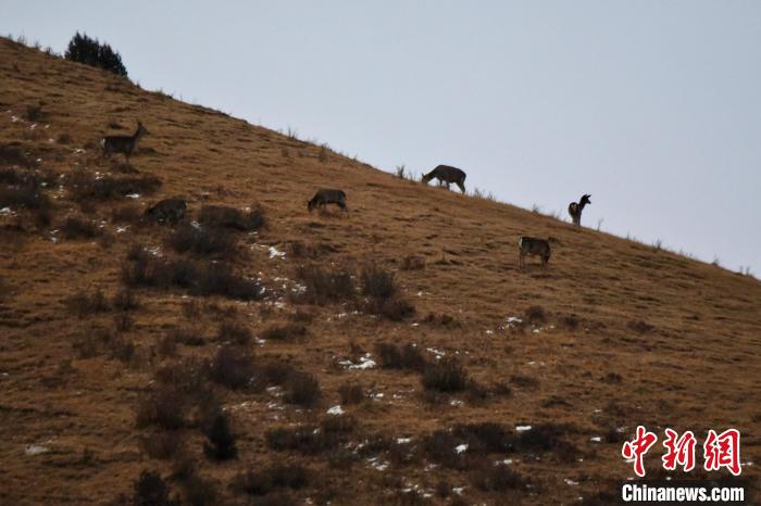 圖為馬鹿群在山坡上覓食?！〔湃?攝