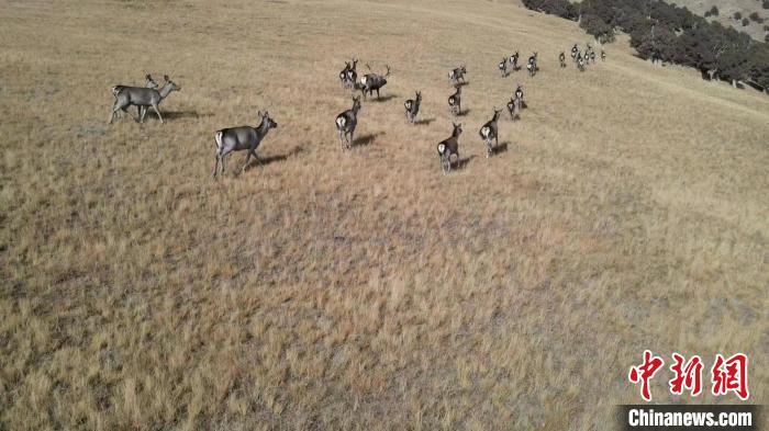 圖為馬鹿群在草地中漫步?！〔湃?攝