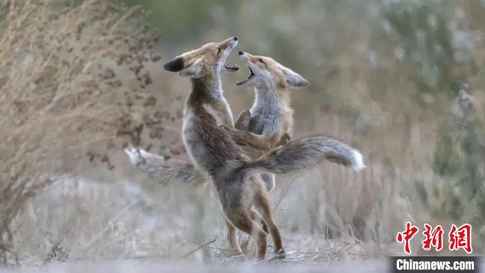 圖為同海元的作品《第一回合》?！∏嗪Ｊ∑钸B山自然保護(hù)協(xié)會(huì)供圖