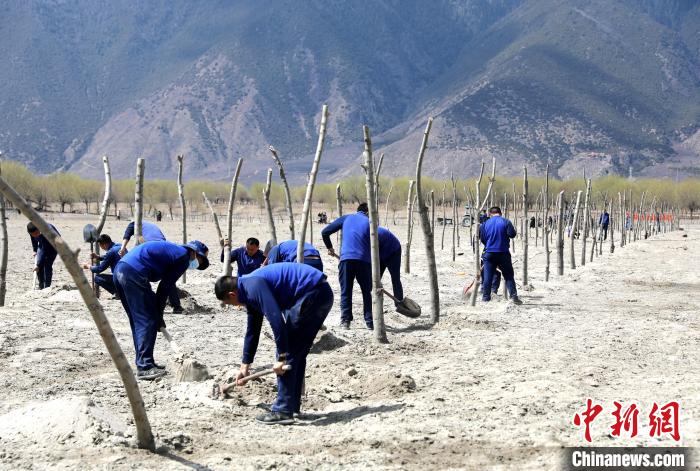 林芝市巴宜區(qū)森林消防中隊志愿服務隊熱火朝天的植樹現場。　西繞拉翁 攝