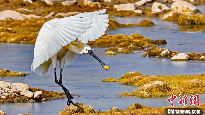 圖為白琵鷺。　嚴(yán)桉 攝