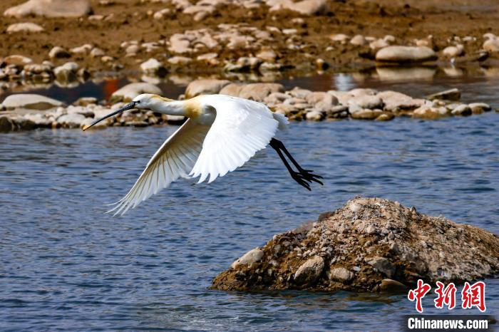 圖為準(zhǔn)備飛翔的白琵鷺?！?yán)桉 攝