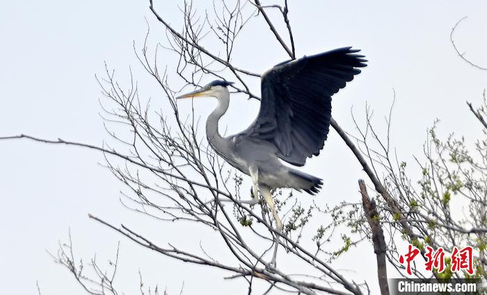 蒼鷺在覓食嬉戲?！“苍?攝
