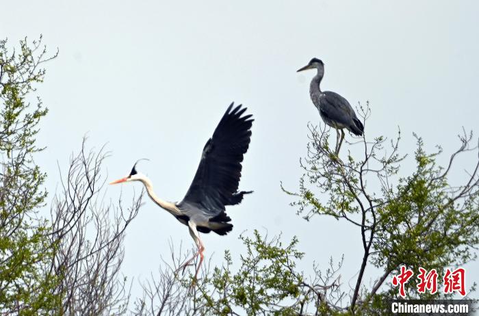 蒼鷺在覓食嬉戲?！“苍?攝