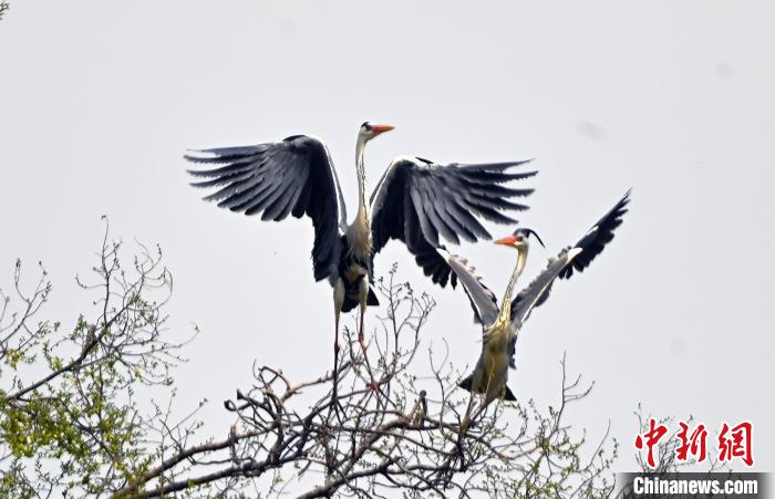 蒼鷺在覓食嬉戲?！“苍?攝