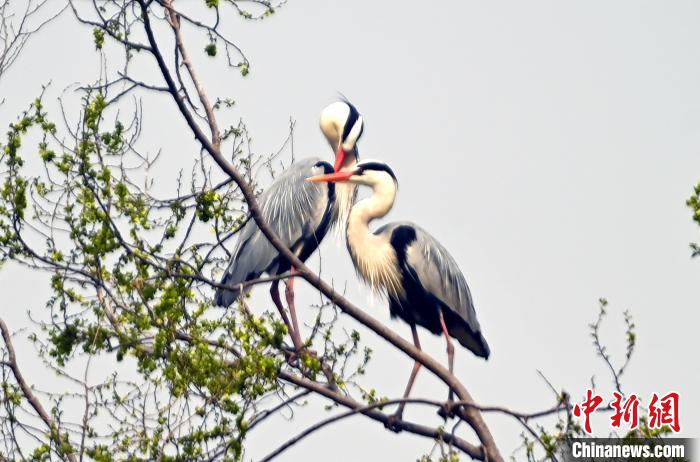 蒼鷺在覓食嬉戲?！“苍?攝