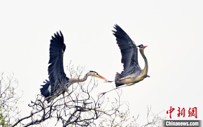 蒼鷺在覓食嬉戲?！“苍?攝