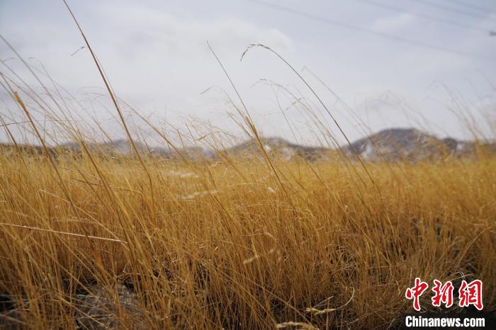 圖為青海省海西蒙古族藏族自治州天峻縣木里礦區(qū)草木茂盛。　馬銘言 攝