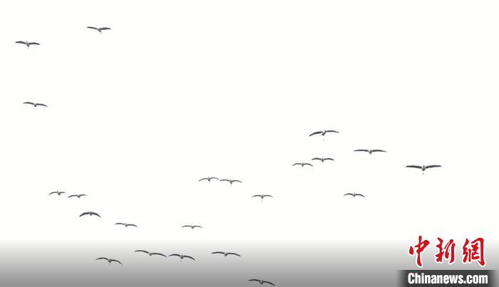 遷徙北歸。　天全縣融媒體中心 供圖