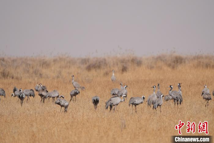 圖為草原上棲息的灰鶴?！∠葘m 攝