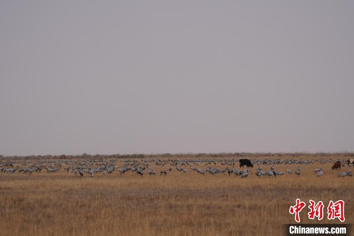 圖為草原上棲息的灰鶴?！∠葘m 攝