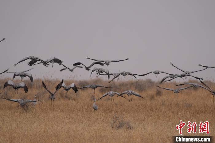 青海都蘭成群灰鶴匯集，場面壯觀