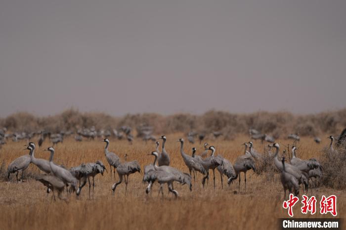 圖為灰鶴?！∠葘m 攝