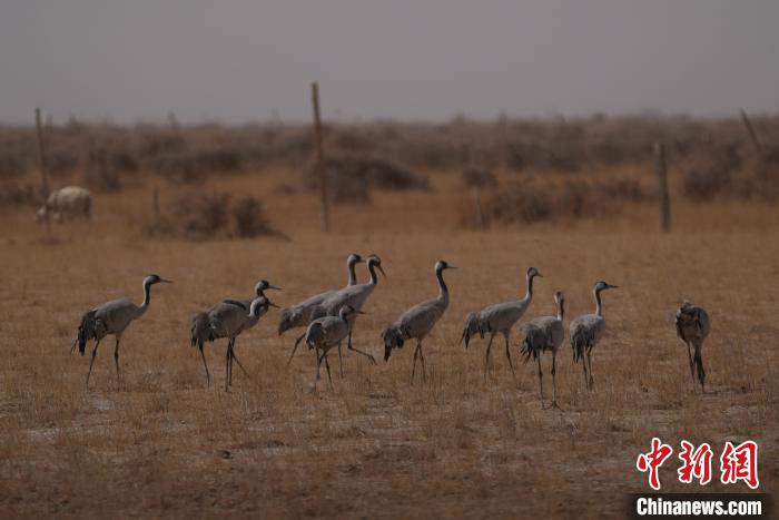 圖為灰鶴。　先宮 攝